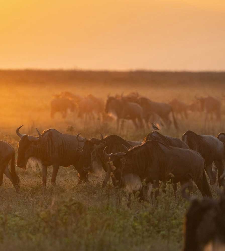 8 days safari 8 days safari