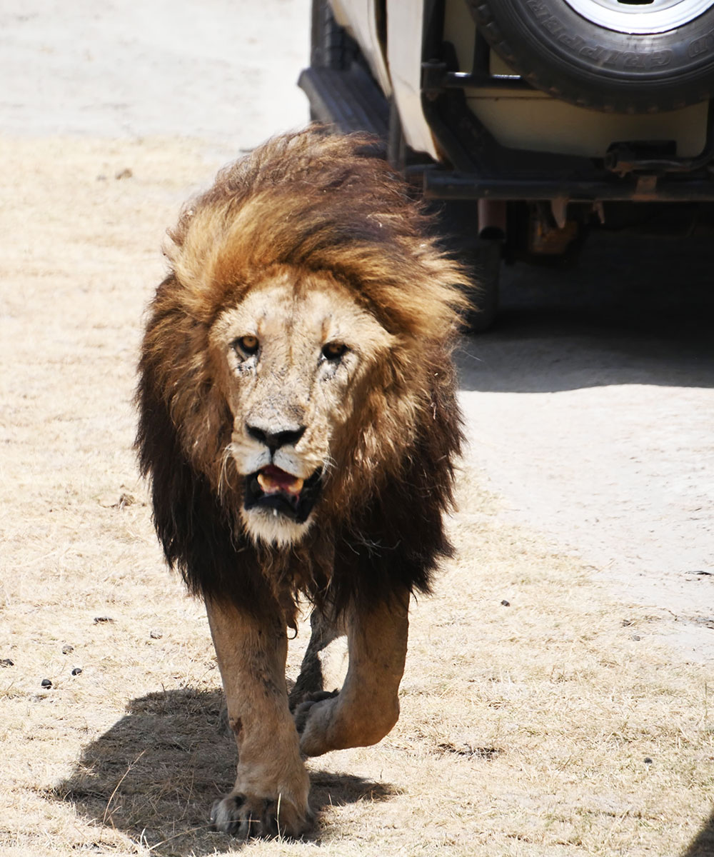 red hot poker travel safari red hot poker travel tanzania